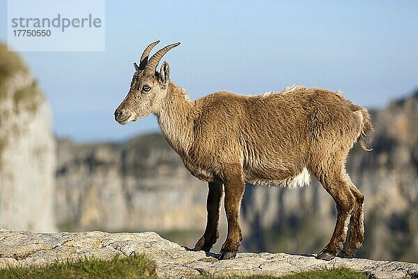 Capra ibex ibex  Alpensteinbock  Alpensteinböcke (Capra ibex)  Steinbock  Steinböcke  Ziegenartige  Huftiere  Paarhufer  Säugetiere  Tiere  Alpine Ibex adult femal