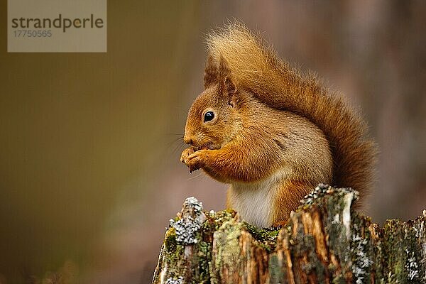 Erwachsenes Eurasisches Rotes Eichhörnchen (Sciurus vulgaris)  erwachsen  ernährt sich von Haselnuss  sitzt auf einem Stumpf in einem Nadelwald  Cairngorms N. P. Grampian Mountains  Highlands  Schottland  Februar