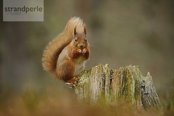 Erwachsenes Eurasisches Rotes Eichhörnchen (Sciurus vulgaris)  erwachsen  ernährt sich von Haselnuss  sitzt auf einem Stumpf in einem Nadelwald  Cairngorms N. P. Grampian Mountains  Highlands  Schottland  Februar