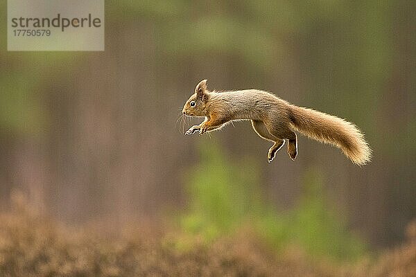 Eichhörnchen (Sciurus vulgaris)  Eichkätzchen  Nagetiere  Säugetiere  Tiere  Eurasian Red Squirrel adult  leaping  Scotland  March