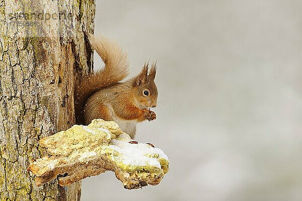 Eurasisches Rotes Eichhörnchen (Sciurus vulgaris) adult  ernährt sich von Haselnuss  sitzt auf schneebedecktem Klammerpilz auf einem Stamm der Waldkiefer (Pinus sylvestris) in einem Nadelwald  Cairngorms N. P. Grampian Mountains  Highlands  Schottlan