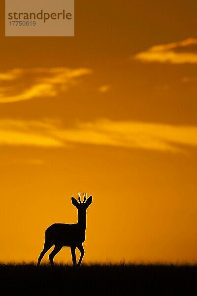 Western Roe Deer (Capreolus capreolus) Bock  im Feld stehend  Silhouette bei Sonnenuntergang  Norfolk  England  September