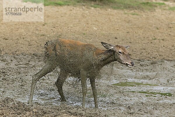 Rothirsch (Cervus elaphus) Hirschkuh  schüttelt den Schlamm vom Körper ab  steht im Suhlen  Minsmere RSPB Reserve  Suffolk  England  Oktober