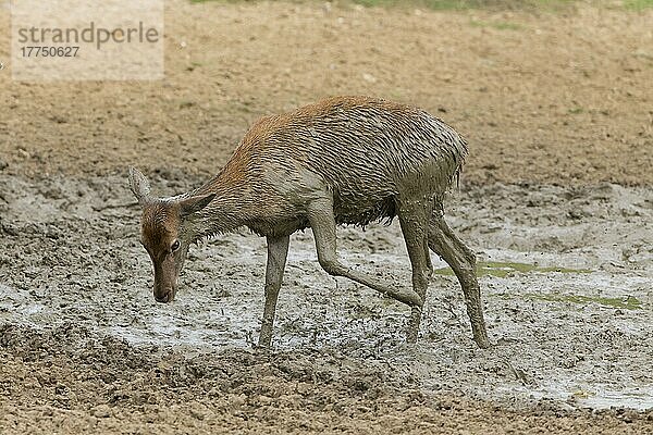 Rothirsch (Cervus elaphus) Hirschkuh  mit dem Vorderfuß in Schlamm tretend  in Suhle stehend  Minsmere RSPB Reserve  Suffolk  England  Oktober