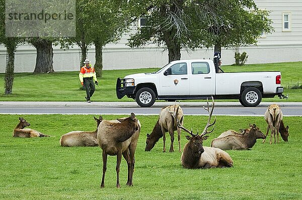 Amerikanischer Elch (Cervus canadensis nelsoni)  erwachsene Männchen und Weibchen  Herde ruht auf Gras in der Stadt  während der Brunftzeit  mit Ranger des National Park Service und Pickup-Truck im Hintergrund  Mammoth  Yellowstone N. P. Wyoming (U.) S