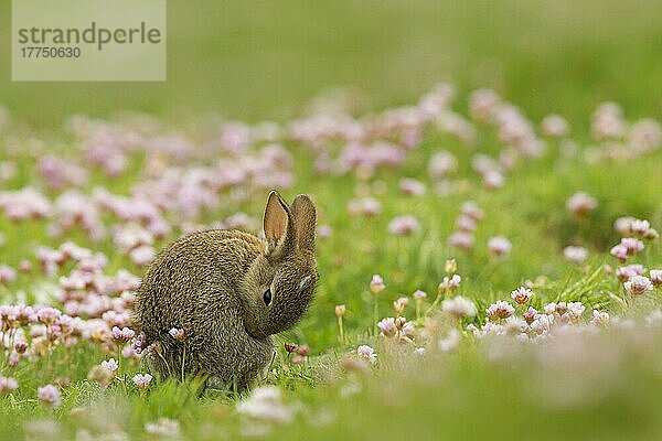 Europäisches Kaninchen (Oryctolagus cuniculus) jung  Pflege zwischen Thrift (Armeria maritima) -Blüten  Schottland  Juni
