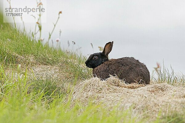 Europäisches Kaninchen (Oryctolagus cuniculus) melanistische Form  erwachsen  auf einer Küstenklippe ruhend  Sumburgh Head RSPB Reserve  Festland  Shetland-Inseln  Schottland  Juni