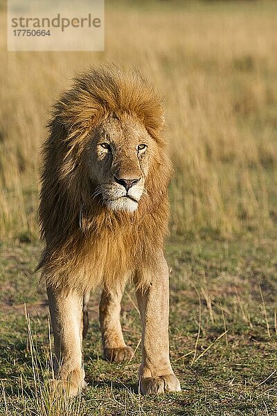 Massai-Löwe (Panthera leo nubica)  Ostafrikanischer Löwe  Massai-Löwen  Ostafrikanischer Löwen  Ostafrikanischer Löwennischer Löwe  Raubkatzen  Raubtiere  Säugetiere  Tiere  Masai Lion