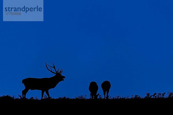 Rothirsch (Cervus elaphus)  reifer Hirsch  brüllend  mit zwei Hirschhirschen  Silhouette in der Dämmerung  während der Brunftzeit  Bradgate Park  Leicestershire  England  Oktober