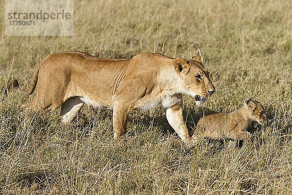 Massai-Löwe (Panthera leo nubica)  Ostafrikanischer Löwe  Massai-Löwen  Ostafrikanischer Löwen  Ostafrikanischer Löwennischer Löwe  Raubkatzen  Raubtiere  Säugetiere  Tiere  Masai Lion