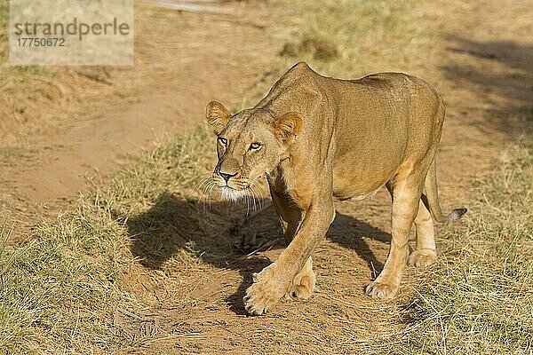 Massai-Löwe (Panthera leo nubica)  Ostafrikanischer Löwe  Massai-Löwen  Ostafrikanischer Löwen  Ostafrikanischer Löwennischer Löwe  Raubkatzen  Raubtiere  Säugetiere  Tiere  Masai Lion