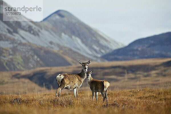 Rothirsch (Cervus elaphus)  Hirsch und Kalb  stehend auf Moorlebensraum  mit Beinn Shiantaidh  im Hintergrund Paps of Jura  bei Feolin  Insel Jura  Innere Hebriden  Schottland  Großbritannien  Europa