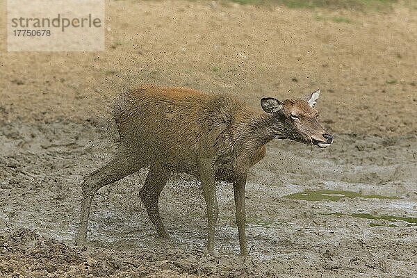 Rothirsch (Cervus elaphus) Hirschkuh  schüttelt den Schlamm vom Körper ab  steht im Suhlen  Minsmere RSPB Reserve  Suffolk  England  Oktober