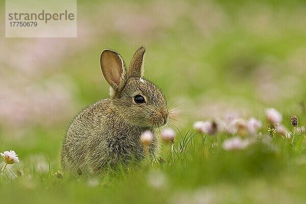 Europäisches Kaninchen (Oryctolagus cuniculus) jung  inmitten von Blüten der Thrift (Armeria maritima) sitzend  Schottland  Juni