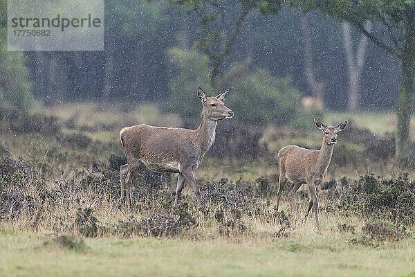 Rothirsch (Cervus elaphus)  Hirsch und Kalb  bei Regen auf Heideflächen unterwegs  Minsmere RSPB Reserve  Suffolk  England  Oktober