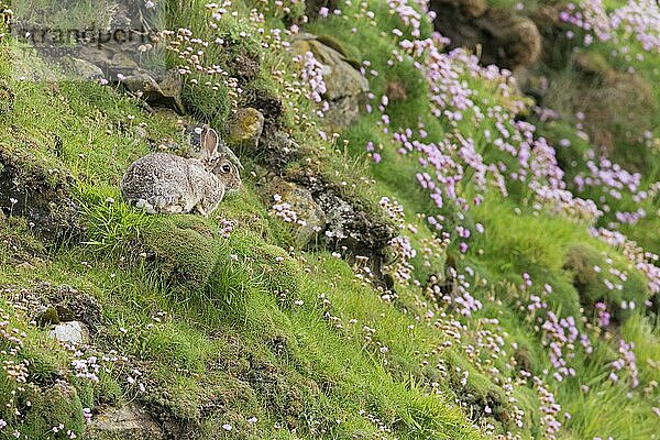Erwachsener Europäischer Hase (Oryctolagus cuniculus)  inmitten blühender Sparsamkeit (Armeria maritima) auf einer Küstenklippe ruhend  Sumburgh Head RSPB Reserve  Festland  Shetland-Inseln  Schottland  Juni