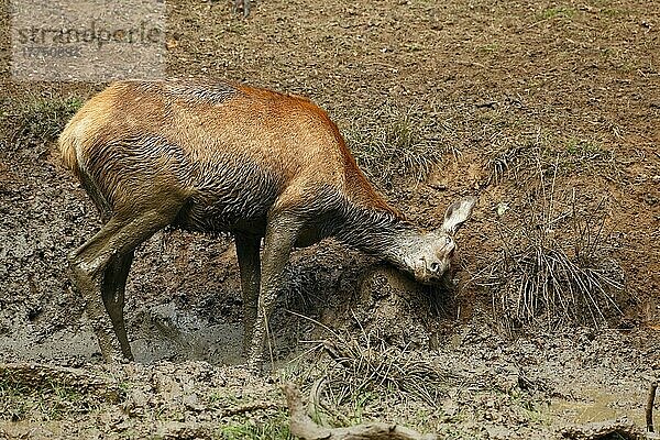 Rothirsch (Cervus elaphus) Hirschkuh  der sich während der Brunftzeit im Schlamm wälzt  Richmond Park  Surrey  England  September