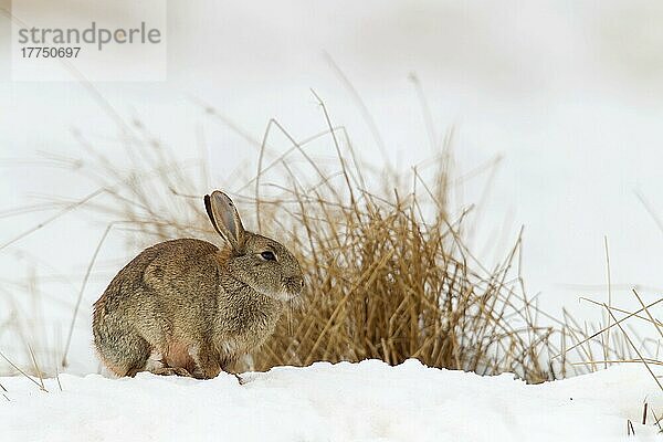 Erwachsenes europäisches Kaninchen (Oryctolagus cuniculus)  sitzend auf schneebedecktem Moorland  Berwickshire  Scottish Borders  Schottland  März