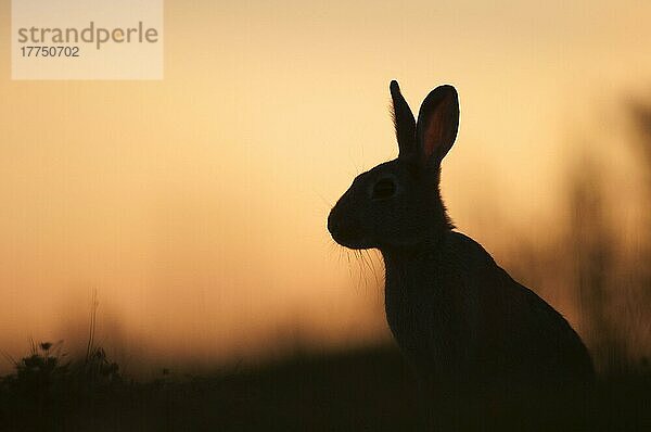 Europäisches Kaninchen (Oryctolagus cuniculus) adult  Silhouette bei Sonnenuntergang  Isle of Sheppey  Kent  England  Juli