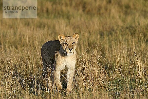 Massai-Löwe (Panthera leo nubica)  Ostafrikanischer Löwe  Massai-Löwen  Ostafrikanischer Löwen  Ostafrikanischer Löwennischer Löwe  Raubkatzen  Raubtiere  Säugetiere  Tiere  Masai Lion