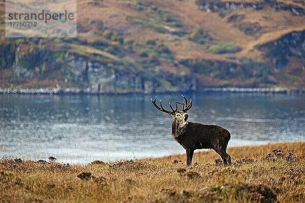 Rothirsch (Cervus elaphus) reifer Hirsch  brüllend während der Brunftzeit  stehend im Küstenhabitat  Sound of Islay  bei Feolin  Ardfin Estate  Isle of Jura  Innere Hebriden  Schottland  Großbritannien  Europa