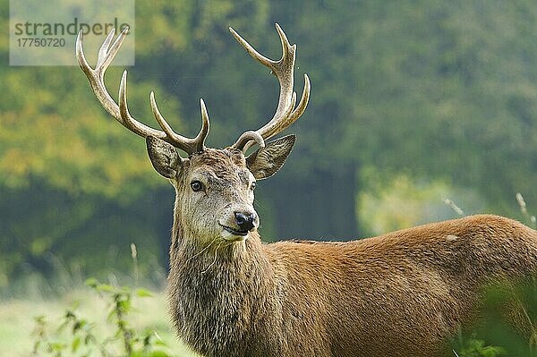 Rothirsch (Cervus elaphus)  reifer Hirsch  mit asymmetrischem Geweih  am Waldrand stehend  bei Ripon  North Yorkshire  England  Oktober