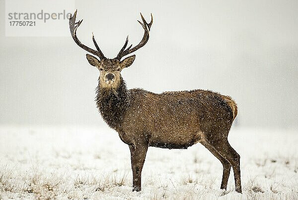 Rothirsch (Cervus elaphus) Hirsch  bei Schneefall auf Schnee stehend  Richmond Park  Surrey  England  Januar