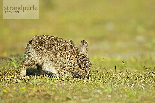 Erwachsenes europäisches Kaninchen (Oryctolagus cuniculus)  Fütterung  Weiden auf kurzem Rasen  Minsmere RSPB Reserve  Suffolk  England  Juli