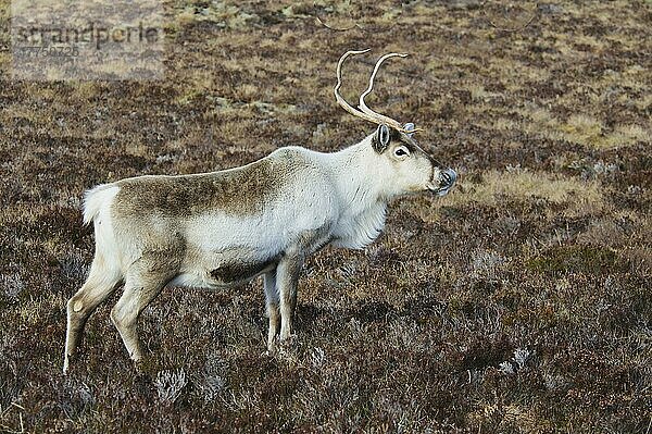 Rentier  Rentiere (Rangifer tarandus)  Karibu  Karibus  Hirsche  Huftiere  Paarhufer  Säugetiere  Tiere  Reindeer adult  standing on heather moorland  Cairn Gorm  Cairngorms N. P. Inverness-shire  Highlands  Scotland  March