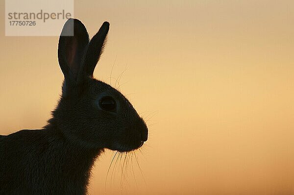 Erwachsenes europäisches Kaninchen (Oryctolagus cuniculus)  Nahaufnahme des Kopfes  Silhouette bei Sonnenuntergang  Isle of Sheppey  Kent  England  Juli