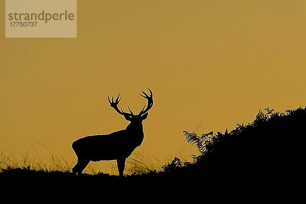 Rothirsch (Cervus elaphus)  reifer Hirsch  Silhouette in der Dämmerung  während der Brunftzeit  Bradgate Park  Leicestershire  England  Oktober