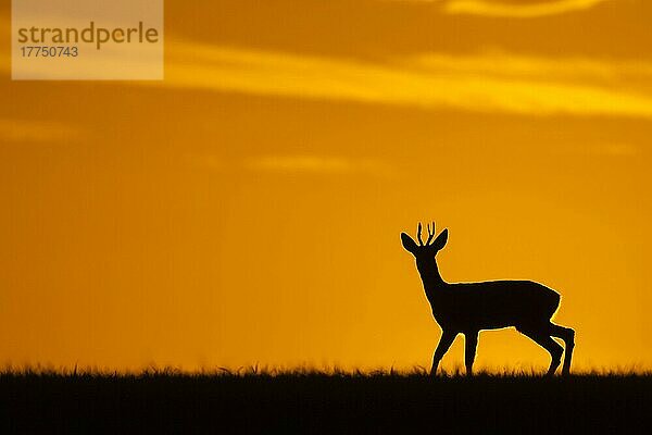 Western Roe Deer (Capreolus capreolus) Bock  im Feld stehend  Silhouette bei Sonnenuntergang  Norfolk  England  September