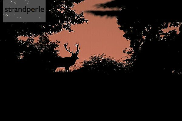 Rothirsch (Cervus elaphus)  reifer Hirsch  Silhouette in der Morgendämmerung  während der Brunftzeit  Bradgate Park  Leicestershire  England  Oktober