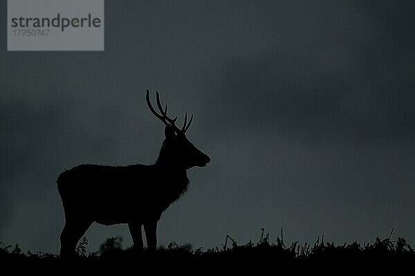 Rothirsch (Cervus elaphus)  Hirsch  Silhouette in der Dämmerung während der Brunftzeit  Bradgate Park  Leicestershire  England  Oktober