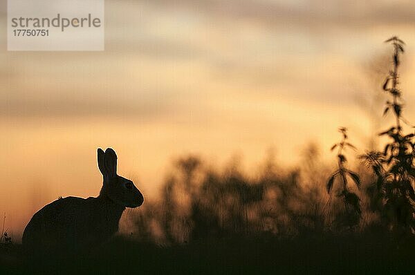 Europäisches Kaninchen (Oryctolagus cuniculus) adult  Silhouette bei Sonnenuntergang  Isle of Sheppey  Kent  England  Juli