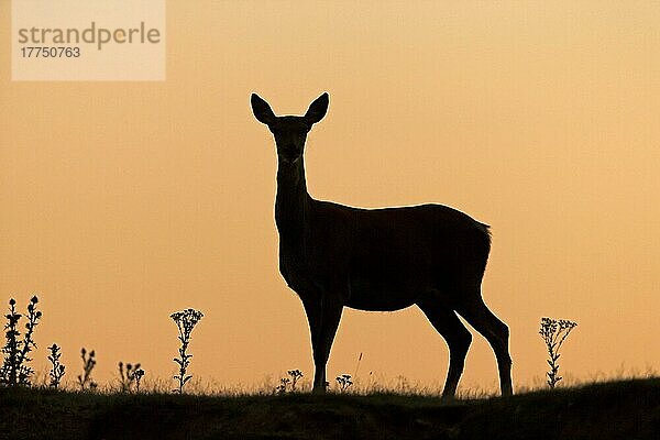 Rothirsch  Rothirsche (Cervus elaphus)  Hirsche  Huftiere  Paarhufer  Säugetiere  Tiere  Red Deer hind  Silhouette at sunrise  Minsmere RSPB Reserve  Suffolk  England  July