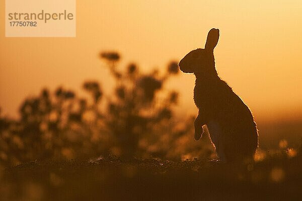 Erwachsenes europäisches Kaninchen (Oryctolagus cuniculus)  stehend auf Hinterbeinen  Silhouette bei Sonnenuntergang  Isle of Sheppey  Kent  England  Juli