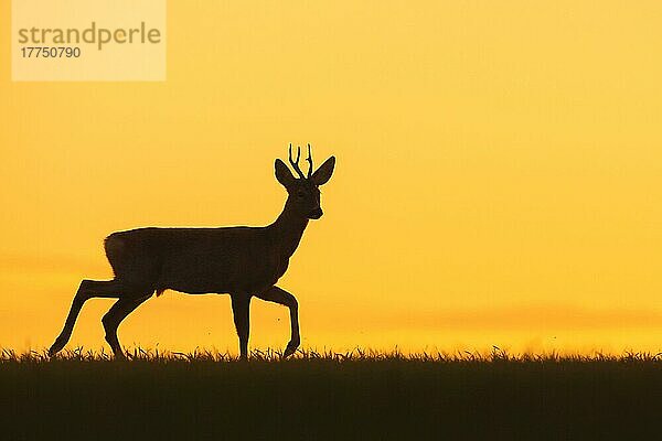 Westlicher Rehbock (Capreolus capreolus)  im Feld spazierend  Silhouette bei Sonnenuntergang  Norfolk  England  September