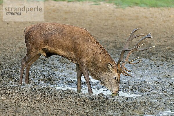 Rothirsch (Cervus elaphus) reifer Hirsch  trinkend  in der Brunftzeit in der Suppe stehend  Minsmere RSPB Reserve  Suffolk  England  Oktober