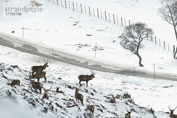 Rothirsche (Cervus elaphus) Hirsche  Herde auf schneebedecktem Berghang hoch über der A93 Old Military Road  Glen Clunie  Cairngorms N. P. Aberdeenshire  Highlands  Schottland  März