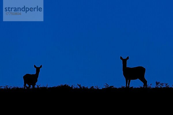 Rothirsch (Cervus elaphus) zwei Hirsche  Silhouette in der Dämmerung  Bradgate Park  Leicestershire  England  Oktober