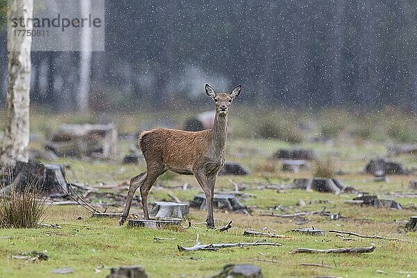 Rothirsch (Cervus elaphus) Hirschkuh  steht während der Regenfälle in Waldlichtung  Minsmere RSPB Reserve  Suffolk  England  Oktober