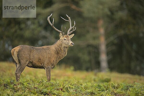 Rothirsch (Cervus elaphus)  reifer Hirsch  im Farn am Waldrand stehend  während der Brunftzeit  Bradgate Park  Leicestershire  England  Oktober