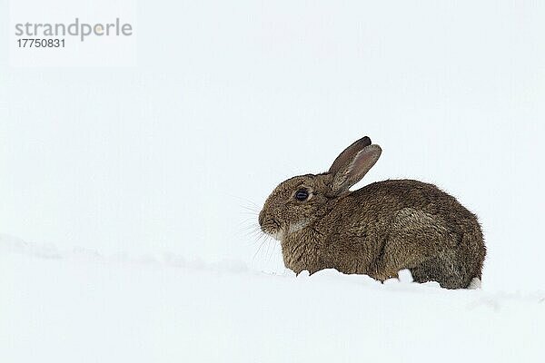 Erwachsenes europäisches Kaninchen (Oryctolagus cuniculus)  sitzend auf schneebedecktem Feld  Berwickshire  Scottish Borders  Schottland  März