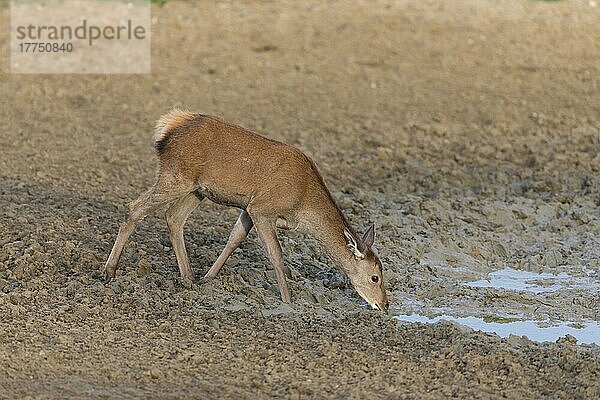 Rothirsch (Cervus elaphus) Kalb  trinkend  am Rande einer Schlammsuhle stehend  Minsmere RSPB Reserve  Suffolk  England  Oktober