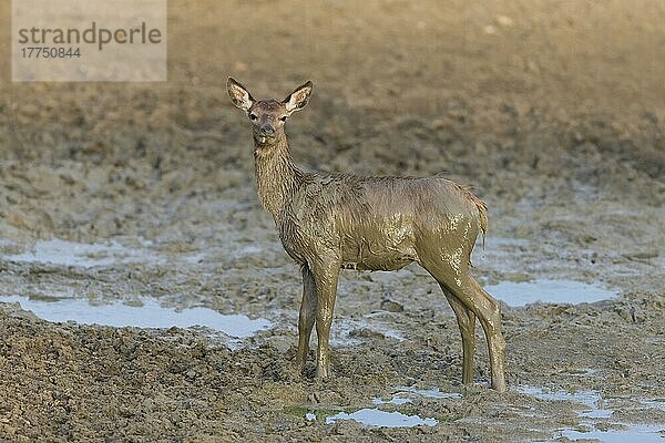 Rothirsch (Cervus elaphus) -Kalb  mit Schlamm bedeckt  in Suhle stehend  Minsmere RSPB Reserve  Suffolk  England  Oktober