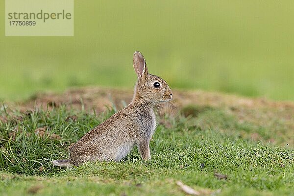 Europäisches Kaninchen (Oryctolagus cuniculus) jung  aus dem Bau kommend  Suffolk  England  Juni