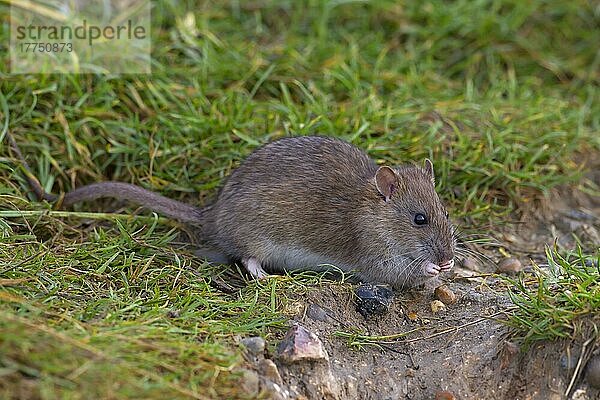 Braune Ratte (Rattus norvegicus) unreif  fressend  auf Gras stehend  Norfolk  England  Dezember