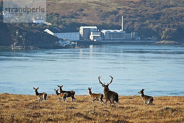 Rothirsch (Cervus elaphus) reifer Hirsch mit Hirschhorngruppe  während der Brunftzeit  im Küstenhabitat mit Whisky-Brennerei im Hintergrund  Caol Ila Distillery  Sound of Islay  bei Feolin  Ardfin Estate  Isle of Jura  Innere Hebriden  Schottland  Großbritannien  Europa