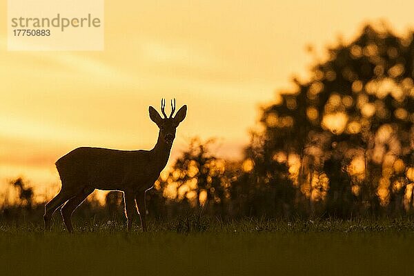 Western Roe Deer (Capreolus capreolus) Bock  im Feld stehend  Silhouette bei Sonnenuntergang  Norfolk  England  September